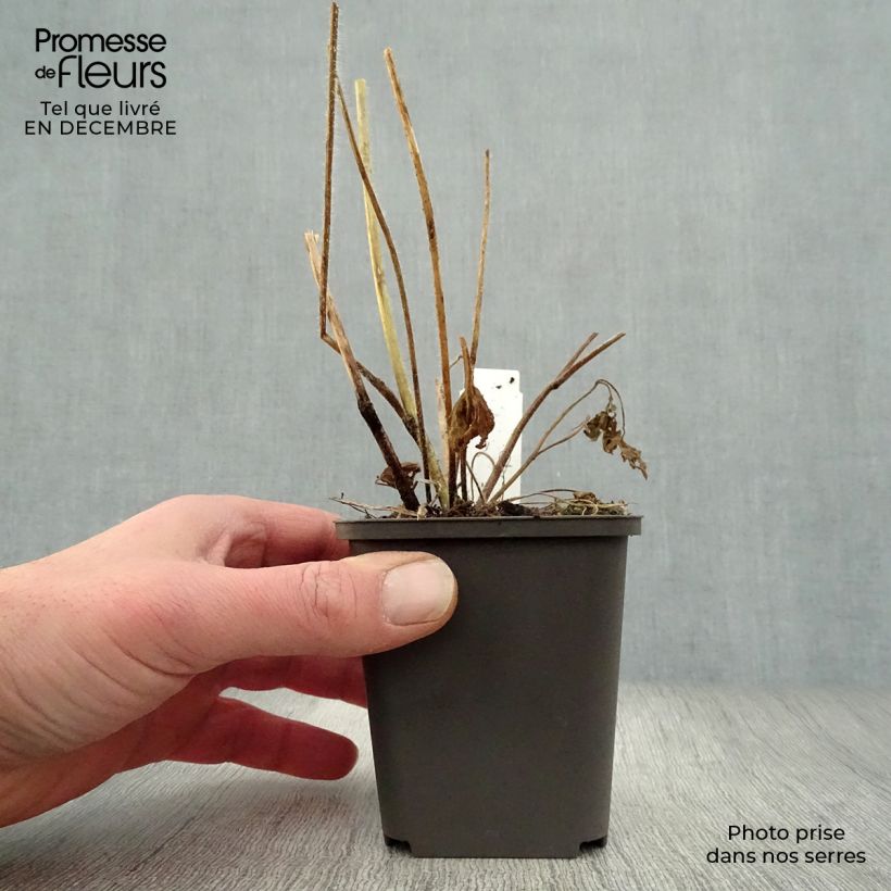 Spécimen de Delphinium Pacific Summer Skies - Pied d'Alouette vivace Godet de 7/8 cm tel que livré en hiver