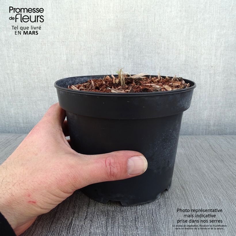 Spécimen de Delphinium Pacific Summer Skies - Pied d'Alouette vivace Pot de 2L/3L tel que livré en hiver