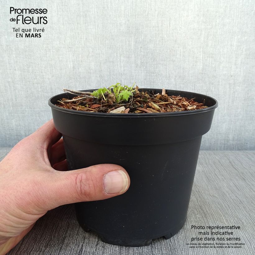 Spécimen de Delphinium Ruysii Pink Sensation, Pied d'Alouette Pot de 2L/3L tel que livré en hiver
