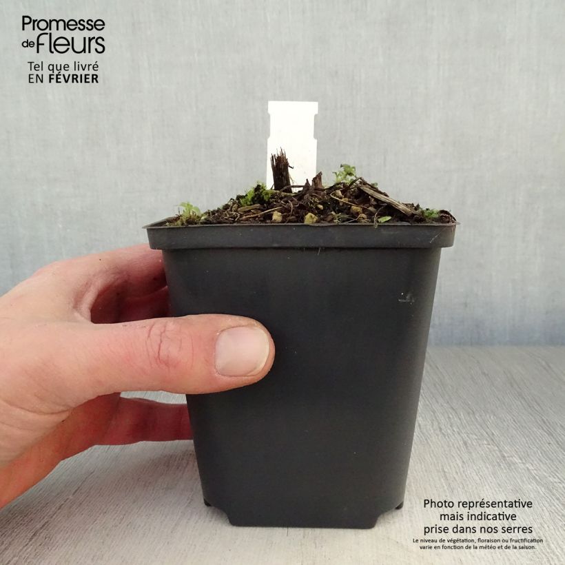 Spécimen de Delphinium Strawberry Fair, Pied d Alouette Godet de 8/9 cm tel que livré en hiver