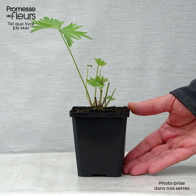 Spécimen de Delphinium belladonna Bellamosum - Pied d'Alouette vivace Godet de 7/8 cm tel que livré au printemps