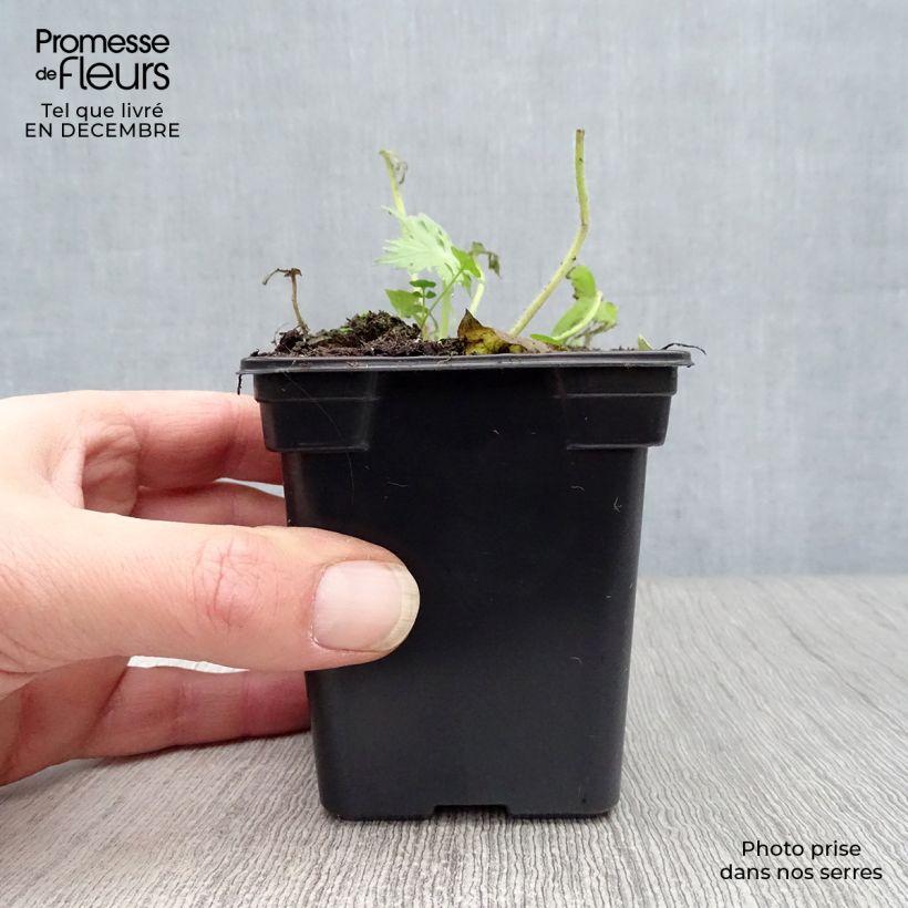 Spécimen de Delphinium belladonna Bellamosum - Pied d'Alouette vivace Godet de 7/8 cm tel que livré en hiver