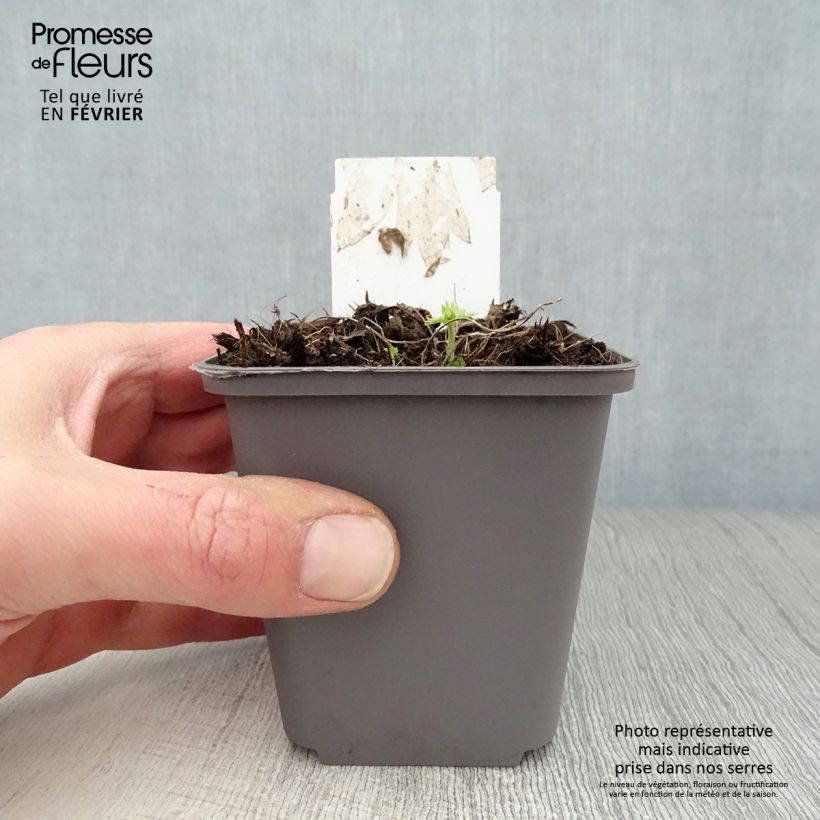 Spécimen de Delphinium belladonna Cliveden Beauty - Pied d'Alouette vivace Godet de 7/8 cm tel que livré en hiver