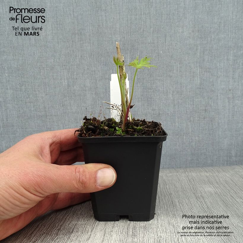 Spécimen de Delphinium belladonna Kleine Nachtmusik - Pied d'Alouette vivace Godet de 8/9 cm tel que livré en hiver