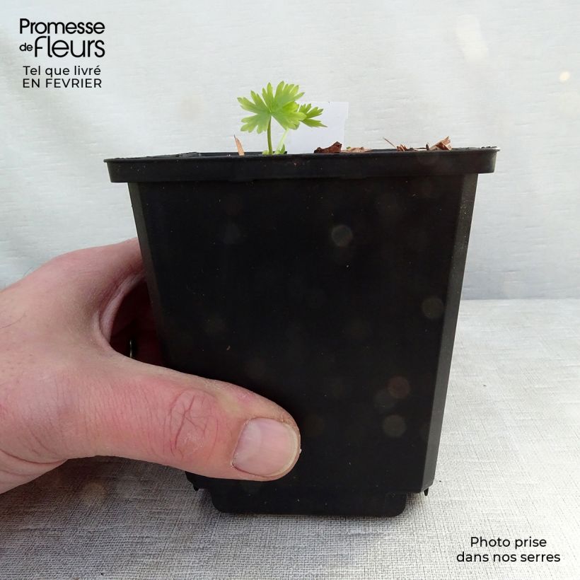 Spécimen de Delphinium belladonna Moerheimii - Pied d'Alouette vivace Godet de 8/9 cm tel que livré en hiver