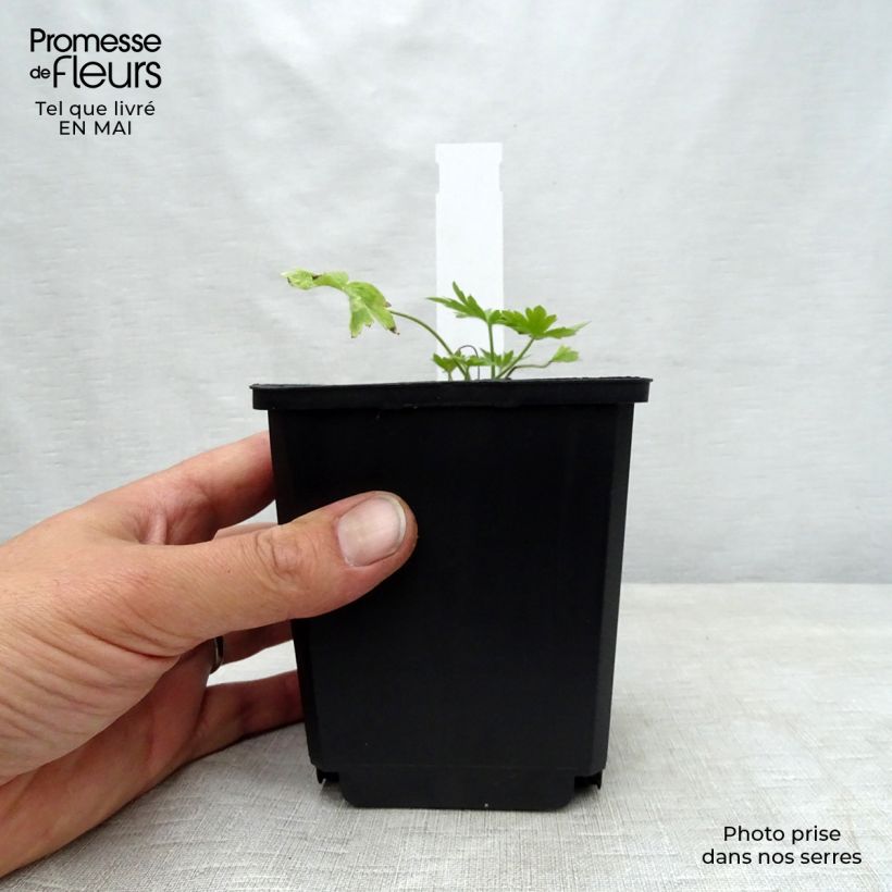 Delphinium belladona Moerheimii - Speronella Vasetto da 8/9 cm esemplare consegnato in primavera