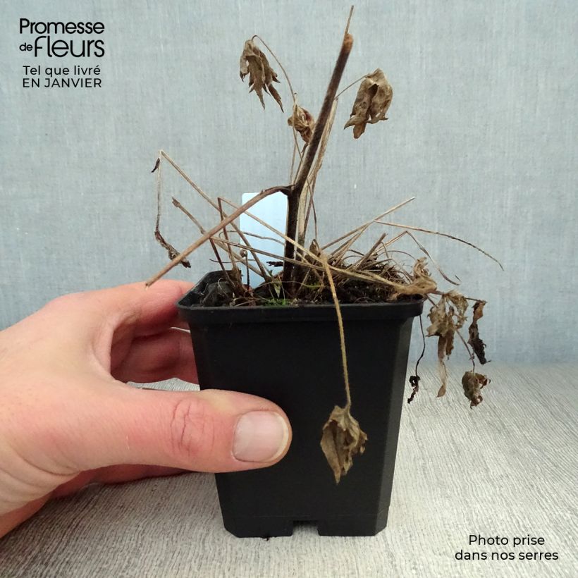 Spécimen de Delphinium belladonna Völkerfrieden - Pied d'Alouette vivace Godet de 8/9 cm tel que livré en hiver