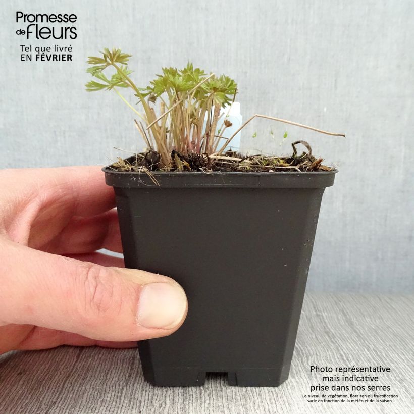 Spécimen de Delphinium grandiflorum Blauer Zwerg - Pied d'Alouette Blauer Zwerg Godet de 8/9 cm tel que livré en hiver