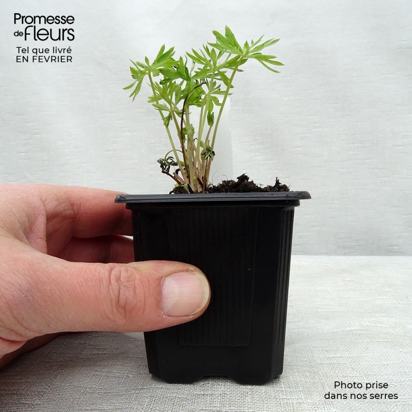 Spécimen de Delphinium grandiflorum sinensis - Pied d'Alouette vivace Godet de 7/8 cm tel que livré en hiver