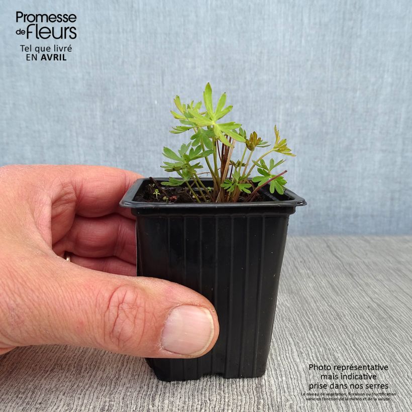 Spécimen de Delphinium grandiflorum sinensis - Pied d'Alouette vivace Godet de 7/8 cm tel que livré au printemps