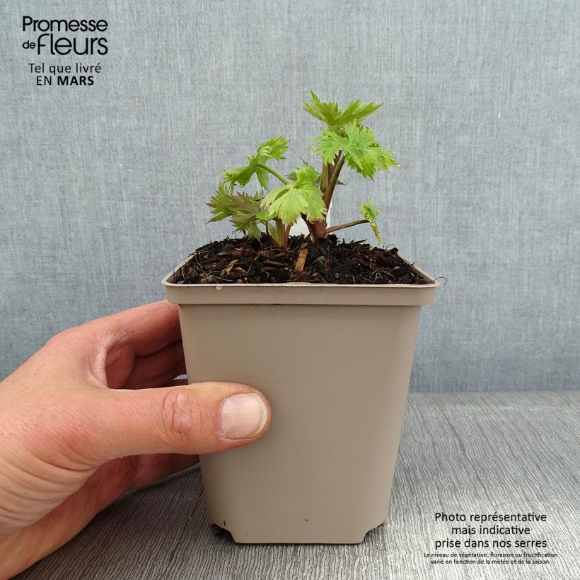 Spécimen de Delphinium x cultorum Finsteraarhorn - Pied d'Alouette vivace Godet de 8/9 cm tel que livré en hiver