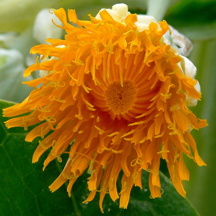 Dendroseris litoralis (littoralis) - Arbre chou (Floraison)