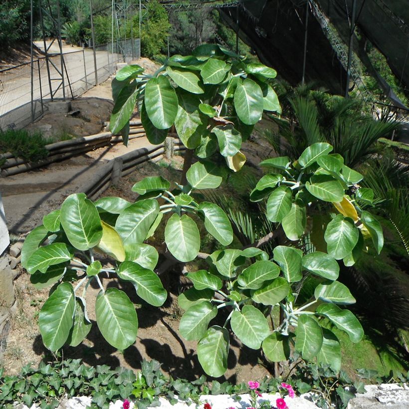 Dendroseris litoralis (littoralis) - Arbre chou (Port)