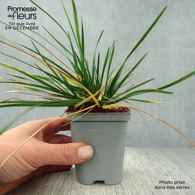 Spécimen de Deschampsia cespitosa - Canche cespiteuse Godet de 8/9 cm tel que livré en hiver