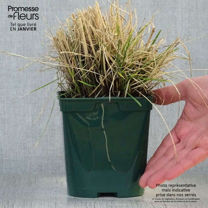 Spécimen de Deschampsia cespitosa - Canche cespiteuse Pot de 2L/3L tel que livré en hiver