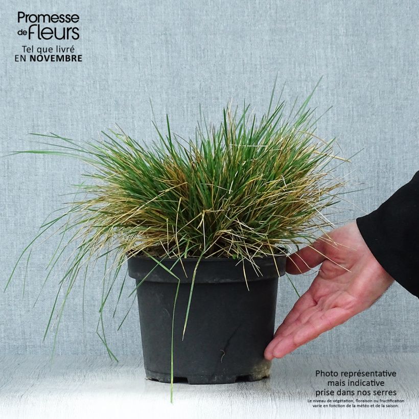 Spécimen de Deschampsia cespitosa Goldtau - Canche cespiteuse Pot de 2L/3L tel que livré en automne