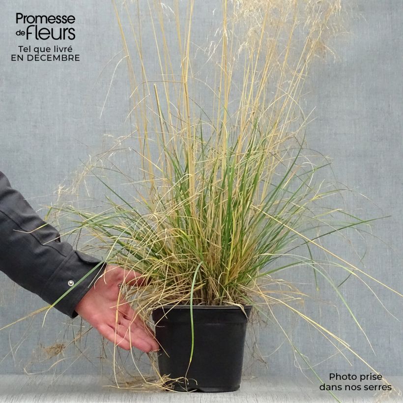 Spécimen de Deschampsia cespitosa Goldtau - Canche cespiteuse Pot de 2L/3L tel que livré en hiver