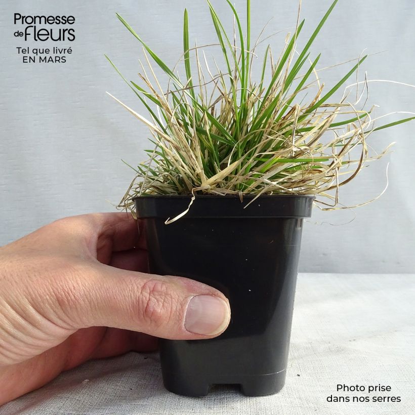 Spécimen de Deschampsia cespitosa Pixie Fountain - Canche cespiteuse Godet de 8/9 cm tel que livré en hiver