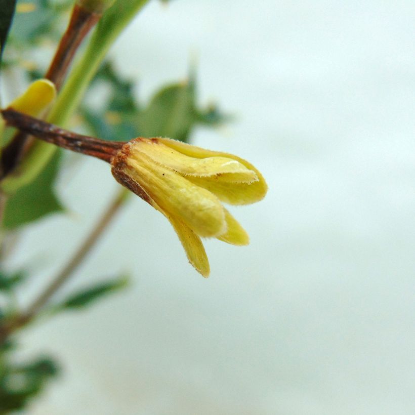 Desfontainea spinosa (Floraison)