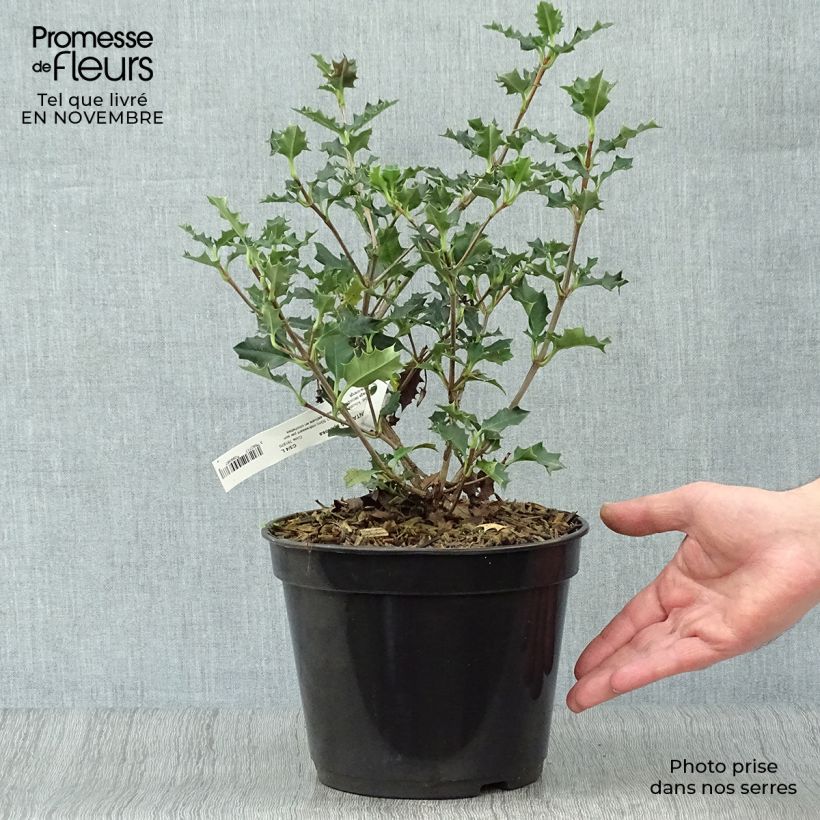 Spécimen de Desfontainea spinosa  Pot de 3L/4L tel que livré en automne