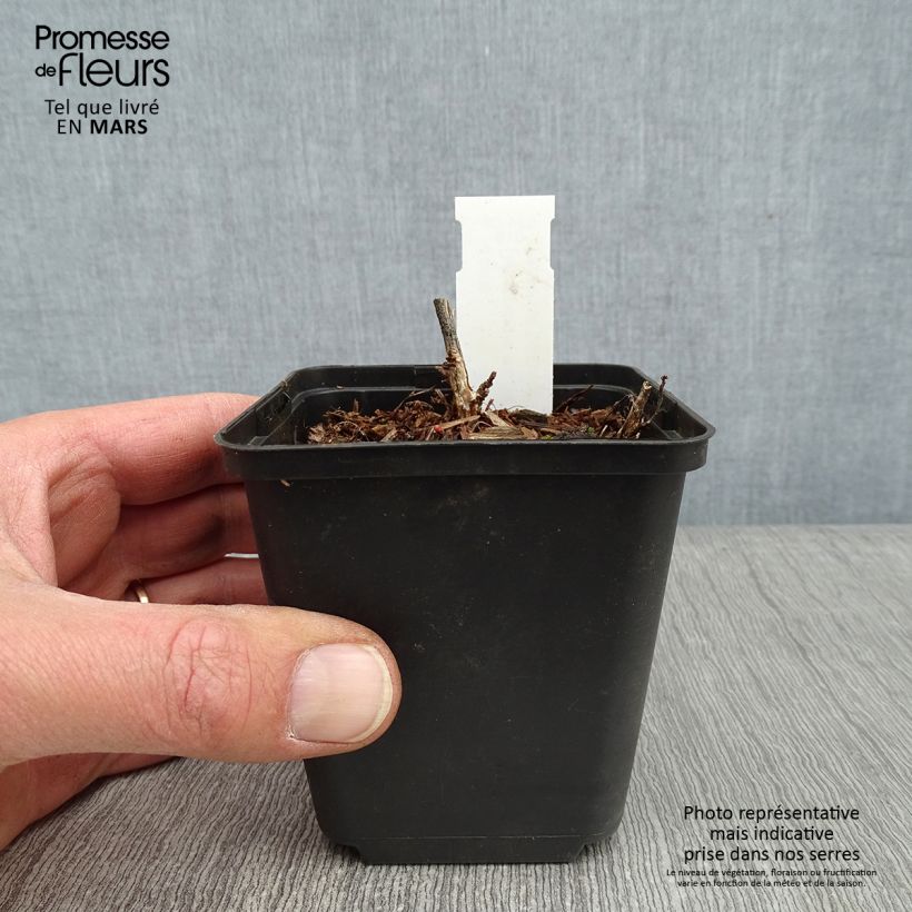 Spécimen de Desmodium nudiflorum - Desmodie nudiflore Godet de 8/9 cm tel que livré en hiver