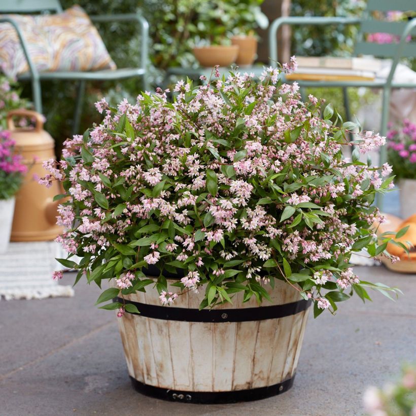 Deutzia Million Stars Pink Carpet (Port)