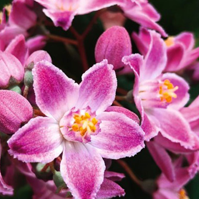 Deutzia Million Stars Pink Cloud (Floraison)