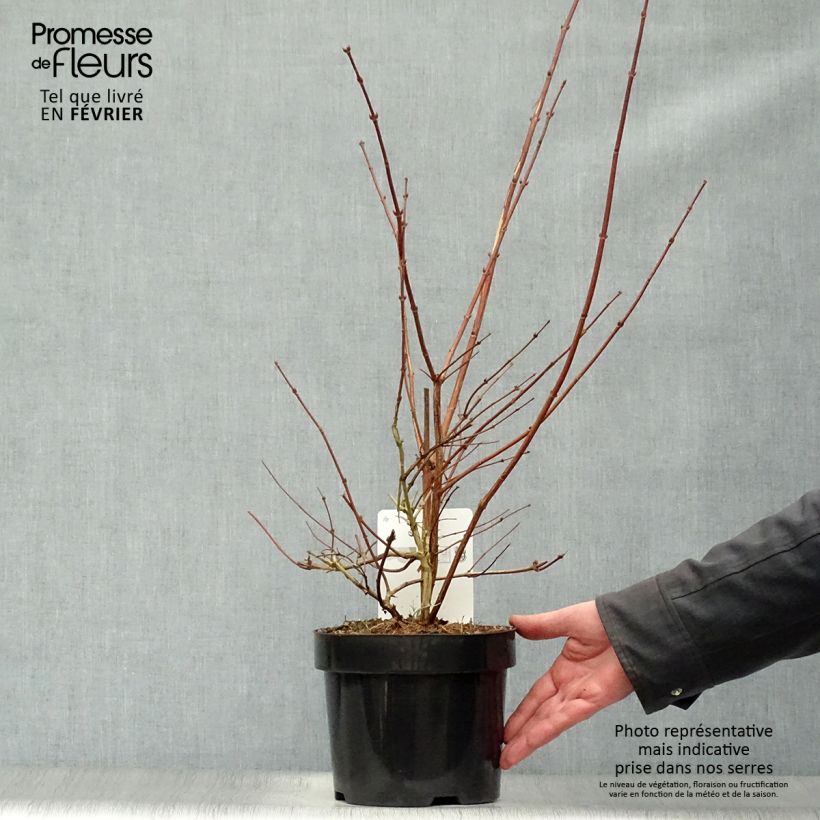 Spécimen de Deutzia Perle Rose - Deutzie Pot de 3L/4L tel que livré en hiver