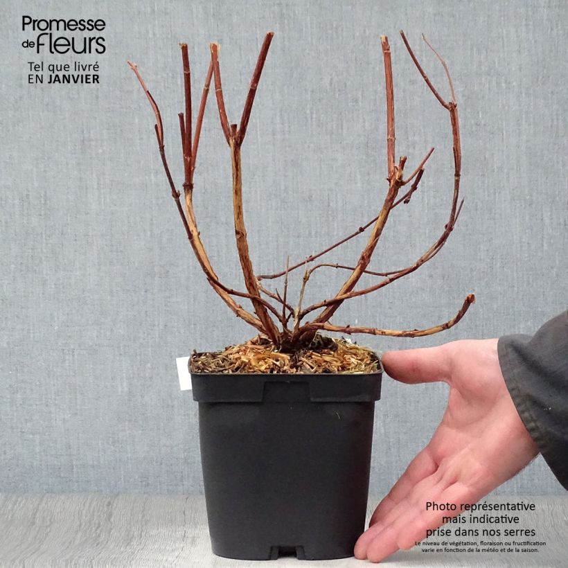 Spécimen de Deutzia Tourbillon Rouge Pot de 2L/3L tel que livré en hiver
