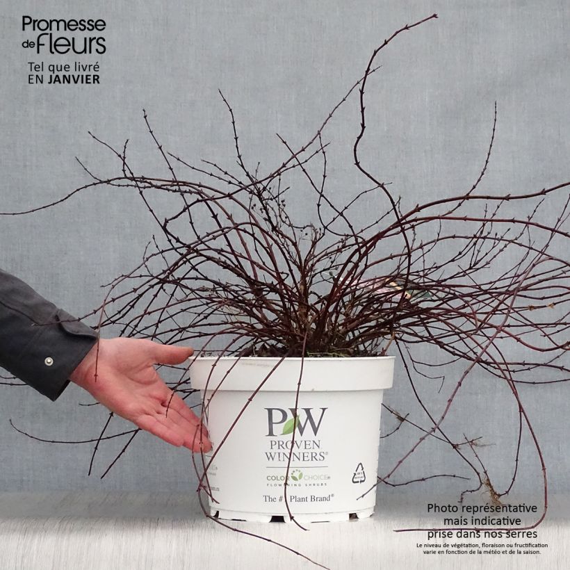 Spécimen de Deutzia Yuki Cherry Blossom Pot de 7,5L/10L tel que livré en hiver