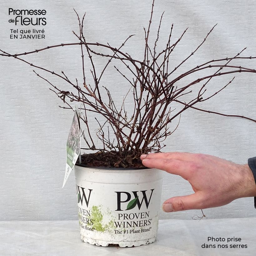 Spécimen de Deutzia Yuki Cherry Blossom Pot de 2L/3L tel que livré en hiver