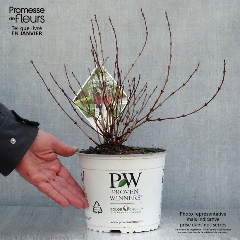Spécimen de Deutzia Yuki Snowflake - Deutzie Pot de 2L/3L tel que livré en hiver