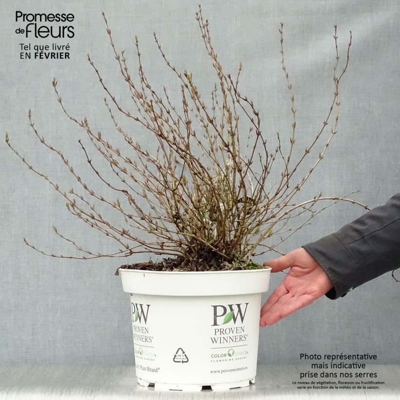 Spécimen de Deutzia Yuki Snowflake - Deutzie Pot de 7,5L/10L tel que livré en hiver
