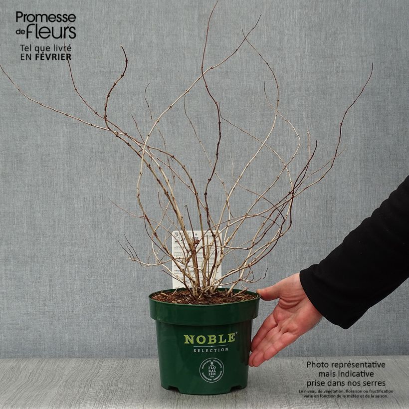 Spécimen de Deutzia compacta Lavender Time - Deutzie Pot de 3L/4L tel que livré en hiver