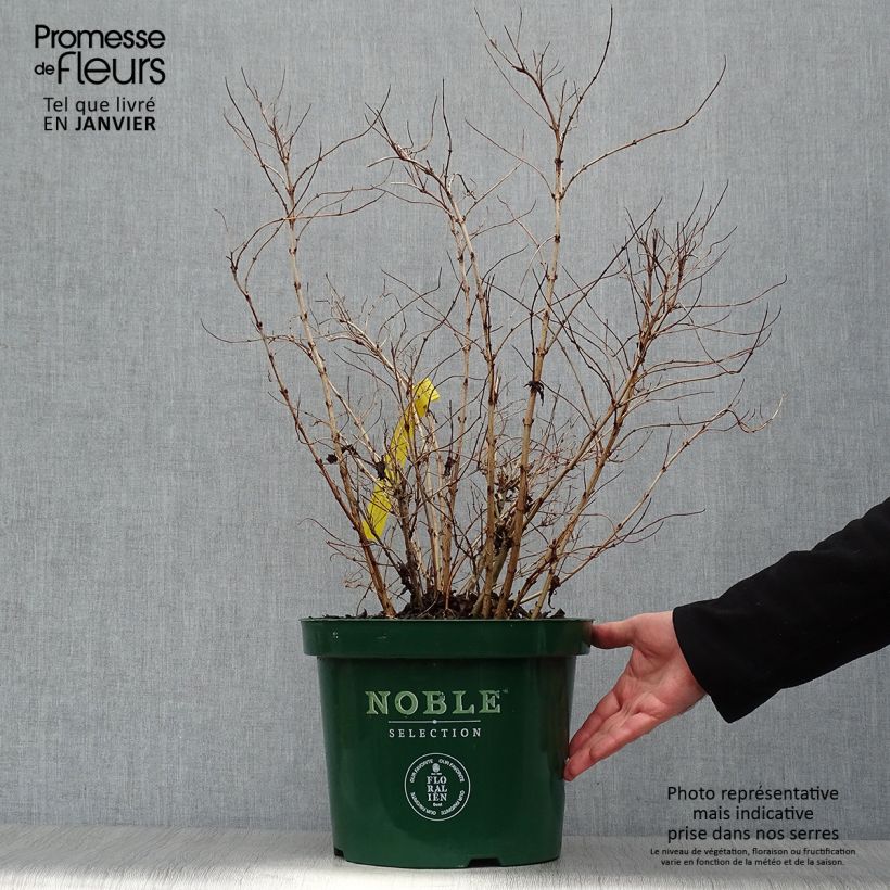 Spécimen de Deutzia compacta Lavender Time - Deutzie Pot de 7,5L/10L tel que livré en hiver