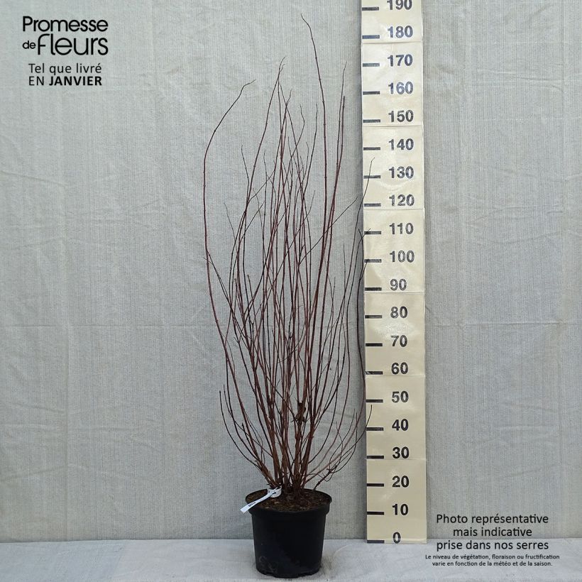 Spécimen de Deutzia crenata Pride of Rochester Pot de 7,5L/10L tel que livré en hiver