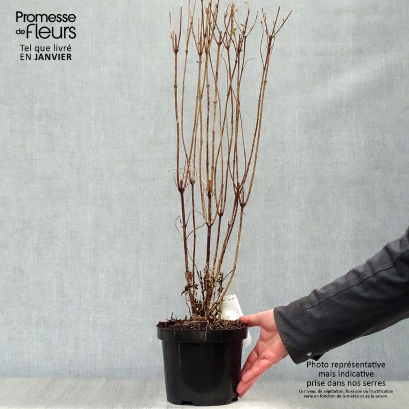 Spécimen de Deutzia crenata Pride of Rochester Pot de 2L/3L tel que livré en hiver