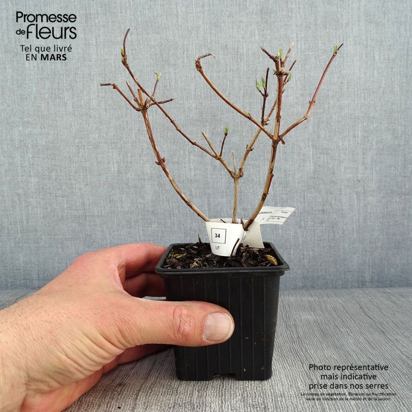 Spécimen de Deutzia crenata Pride of Rochester Godet de 8/9 cm tel que livré en hiver