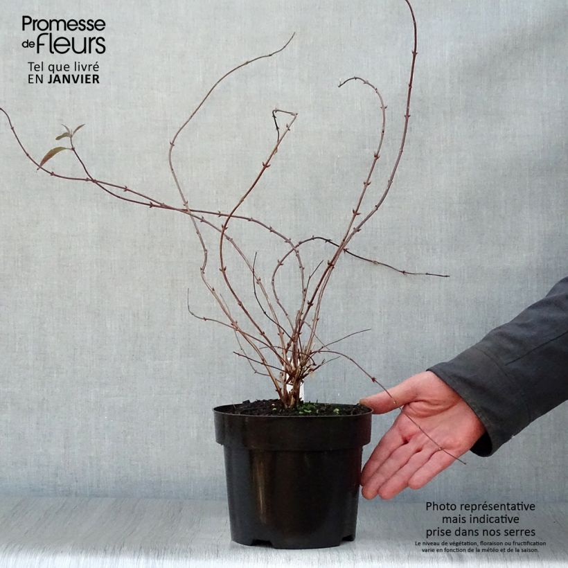 Spécimen de Deutzia elegantissima Rosealind Pot de 2L/3L tel que livré en hiver