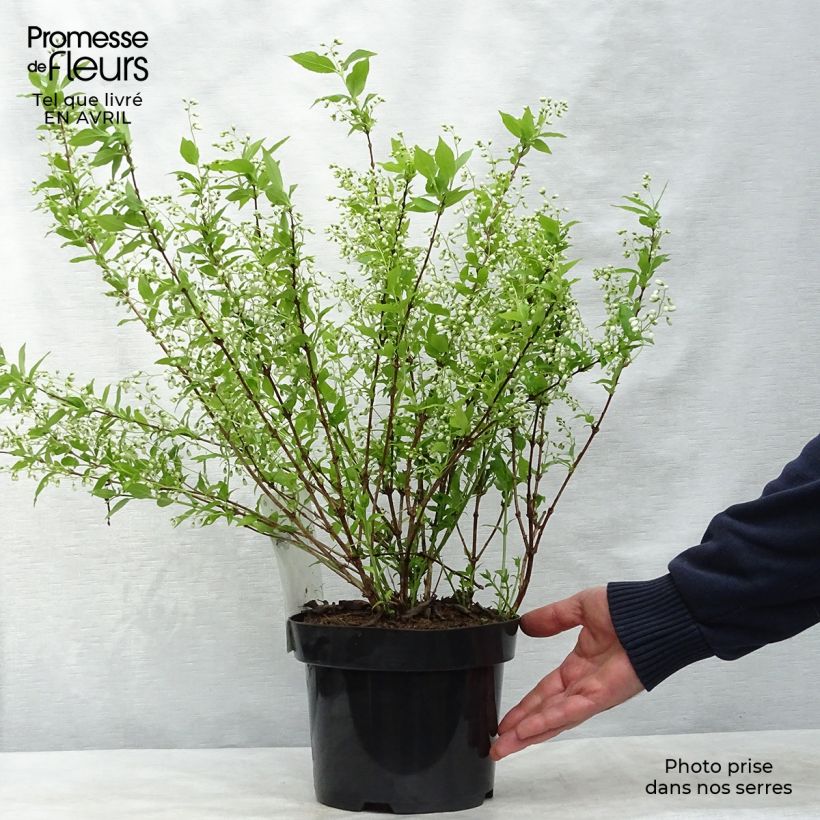 Spécimen de Deutzia gracilis - Deutzie Pot de 2L/3L tel que livré au printemps