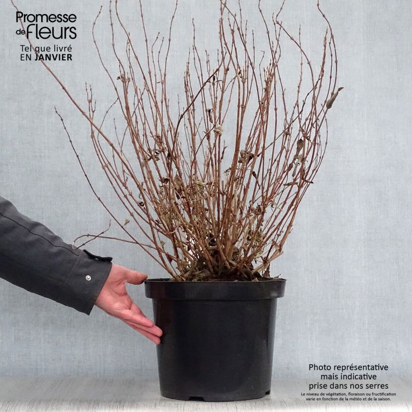 Spécimen de Deutzia gracilis - Deutzie Pot de 4L/5L tel que livré en hiver