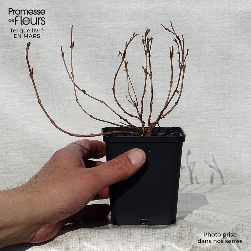 Spécimen de Deutzia gracilis Nikko Godet de 8/9 cm tel que livré au printemps