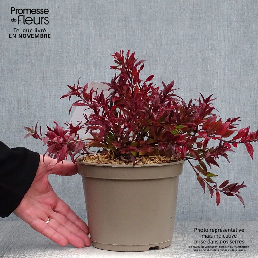 Spécimen de Deutzia gracilis Nikko Pot de 2L/3L tel que livré en automne