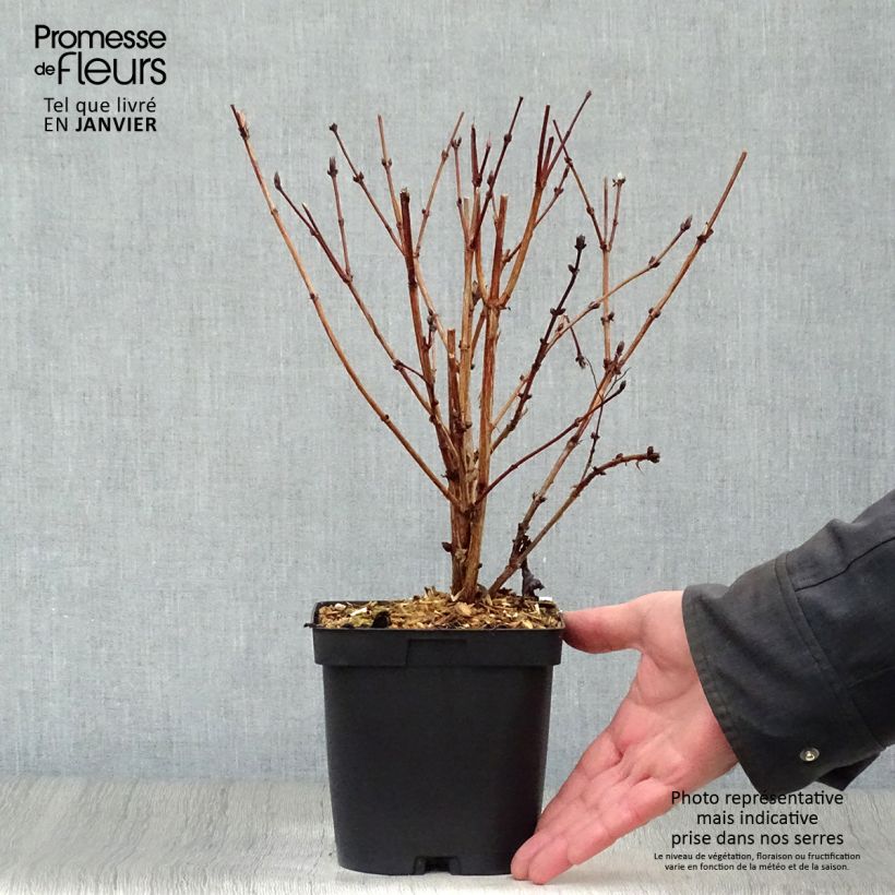 Spécimen de Deutzia hybride Mont Rose - Deutzie Pot de 2L/3L tel que livré en hiver