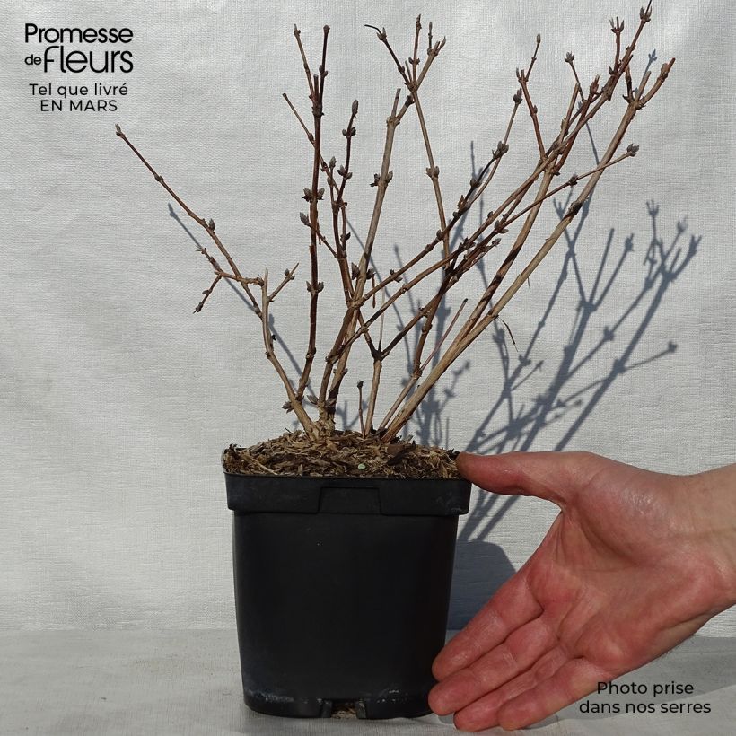 Spécimen de Deutzia hybride Mont Rose - Deutzie Pot de 2L/3L tel que livré au printemps