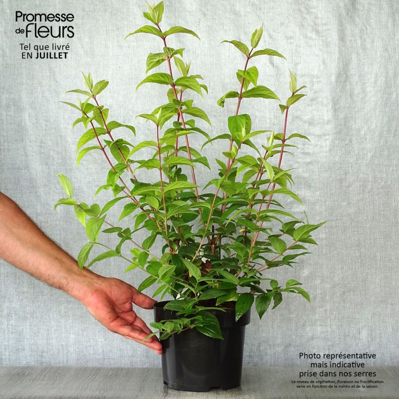 Spécimen de Deutzia hybrida Strawberry Fields - Deutzie Pot de 2L/3L tel que livré en été