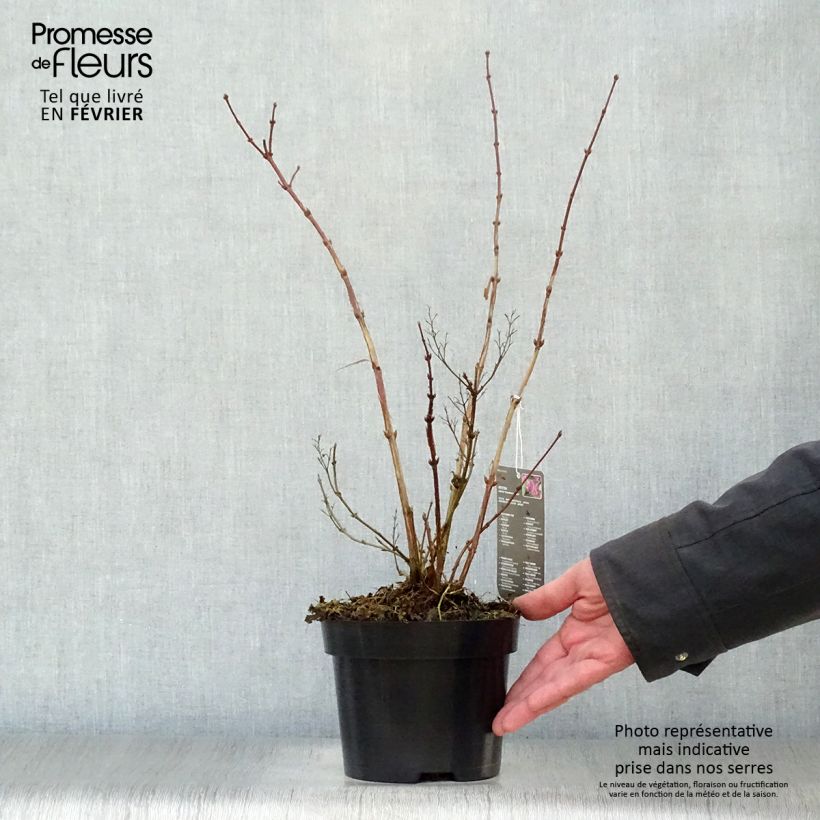 Spécimen de Deutzia hybrida Strawberry Fields - Deutzie Pot de 2L/3L tel que livré en hiver
