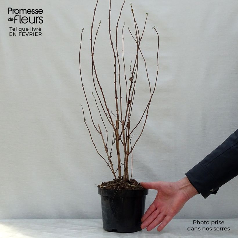 Spécimen de Deutzia magnifica - Deutzie Pot de 2L/3L tel que livré en hiver