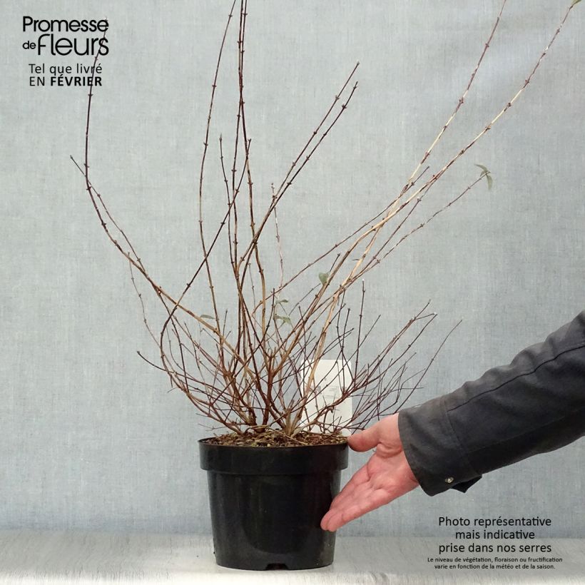 Spécimen de Deutzia monbeigii Pot de 2L/3L tel que livré en hiver