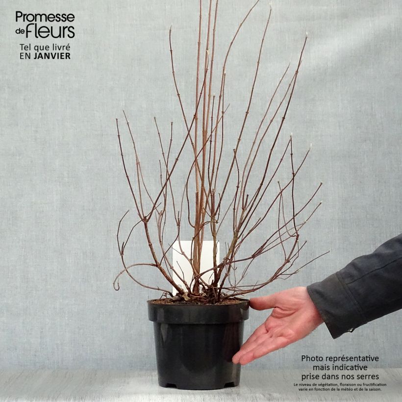Spécimen de Deutzia pulchra Pot de 2L/3L tel que livré en hiver